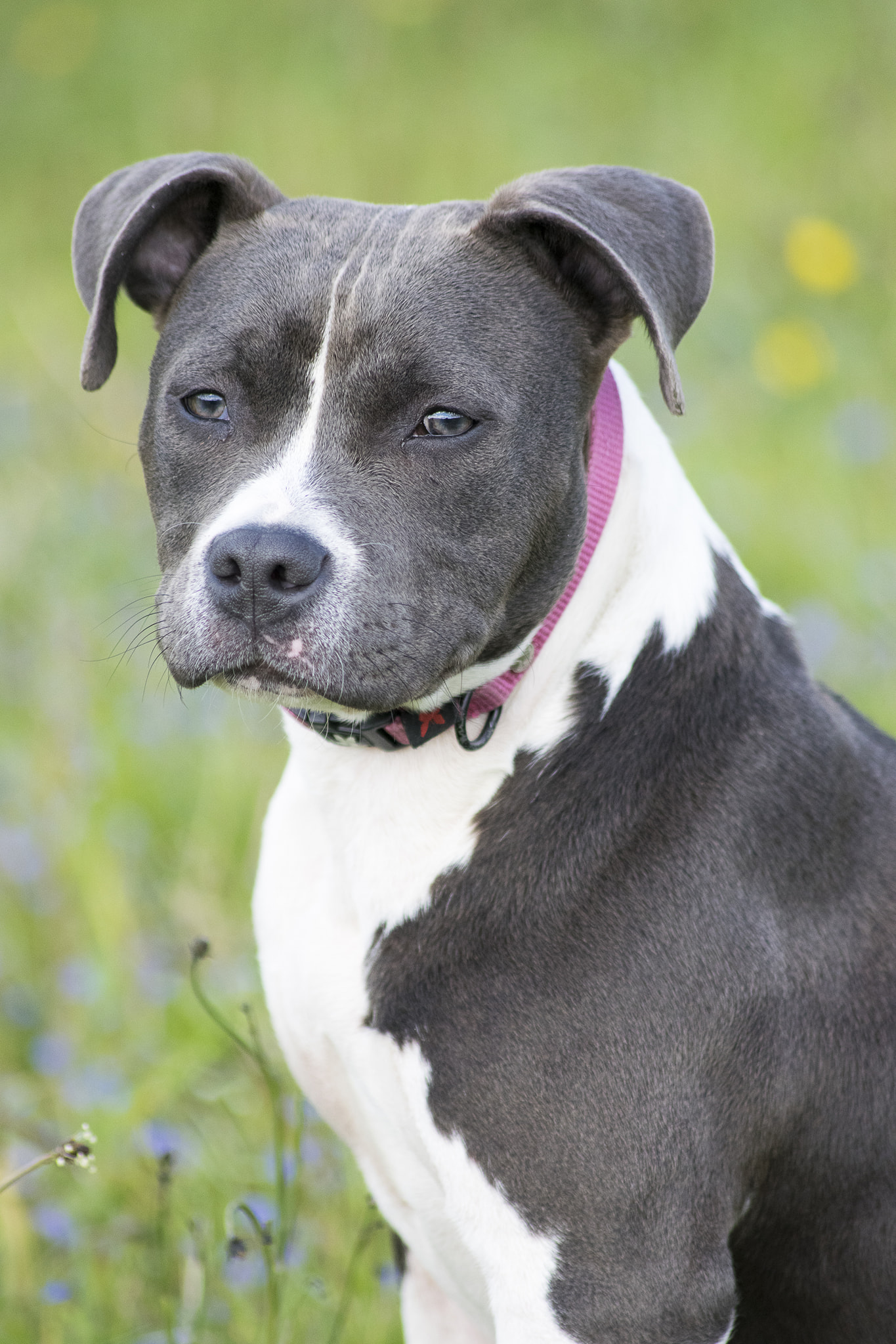 Educateur Canin Odessa Educateur Canin Odessa